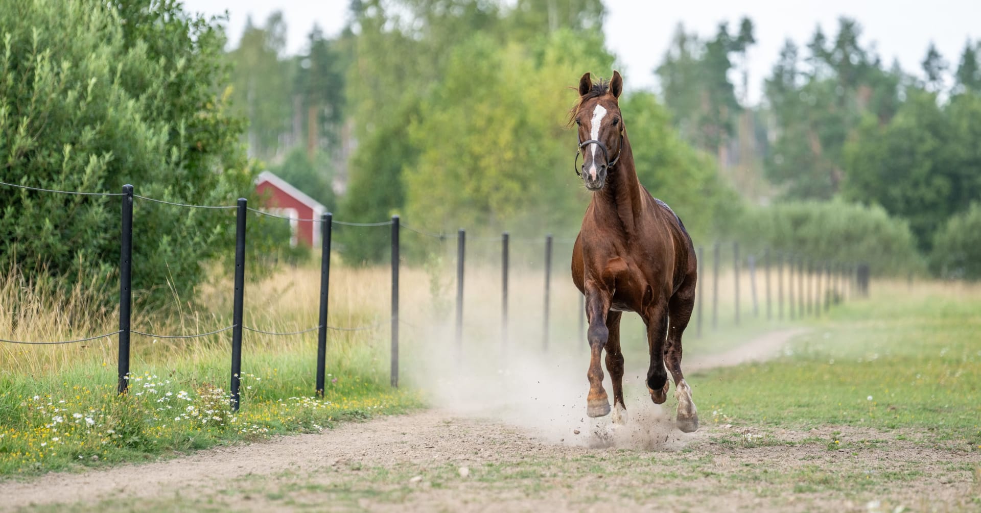 Order To Flys vingar bär fortfarande · Senaste nyheterna om trav ...
