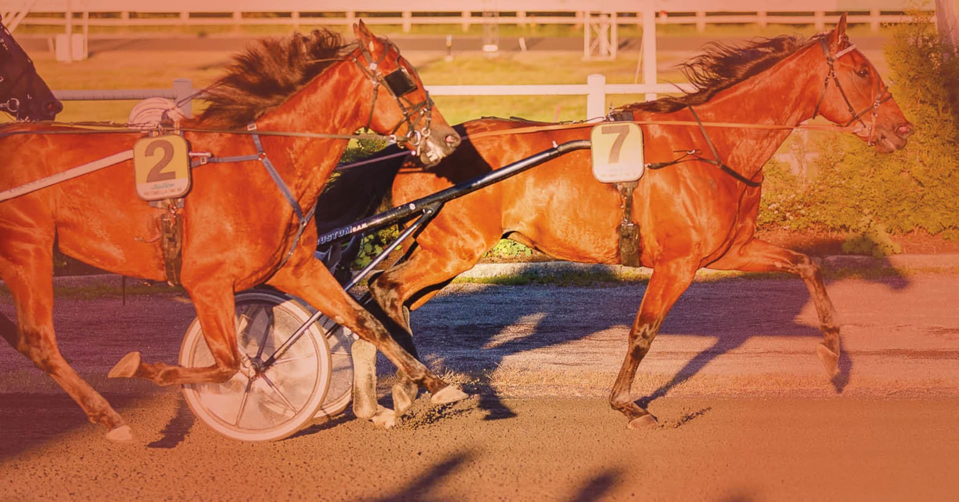 Global Etalon gagné d’une demi-longueur · L’actualité du trot · La manche du trot