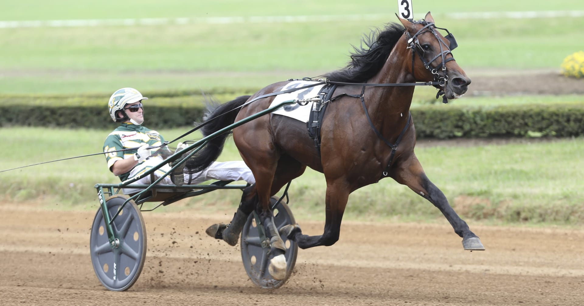 Avelshingsten Southwind Frank till Italien · Senaste nyheterna om trav