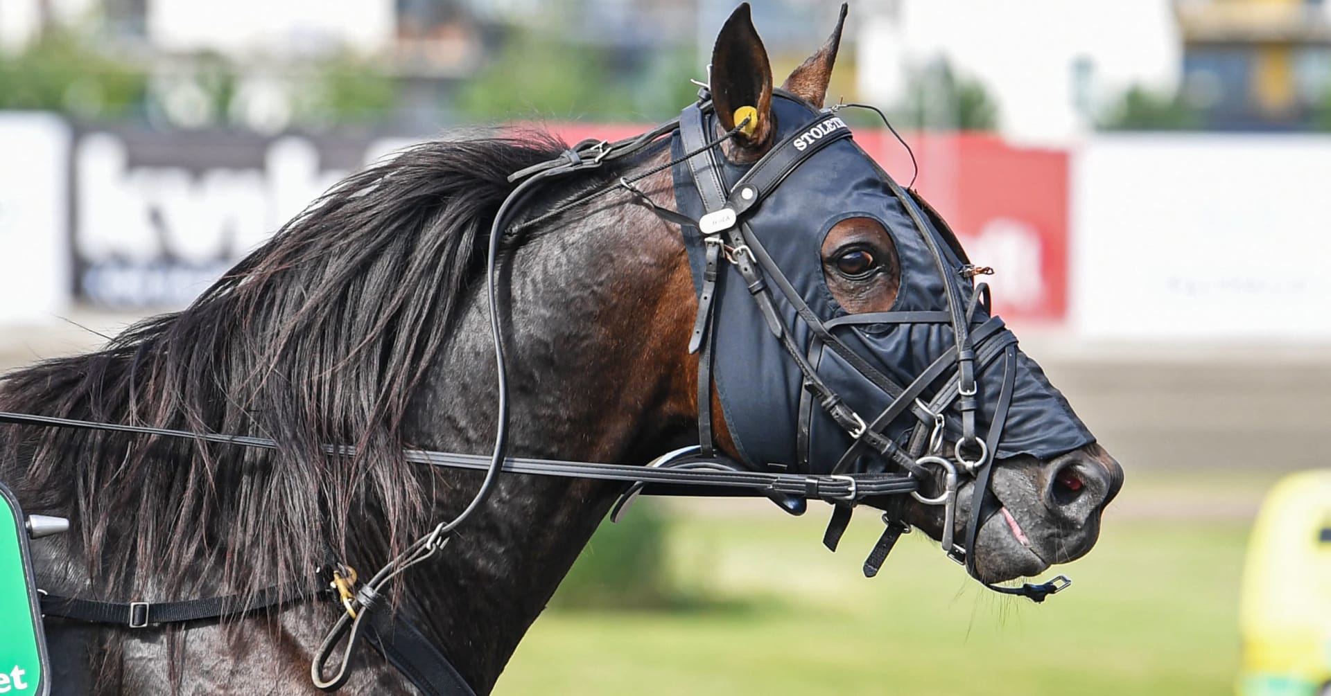 Stoletheshow trives i nye retninger · Siste travnyheter · Travrittet