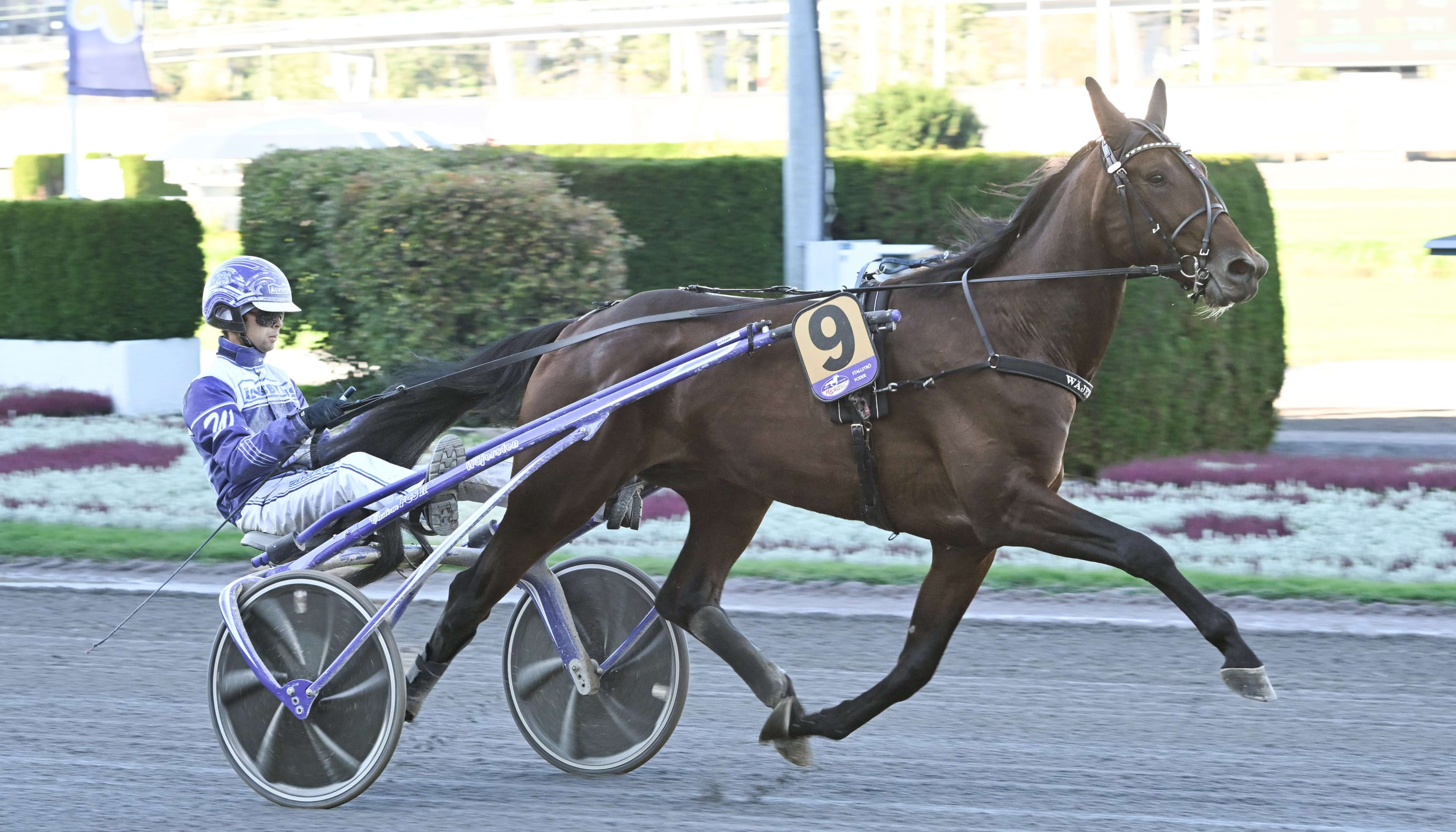 Foto: LARS JAKOBSSON / TR BILD