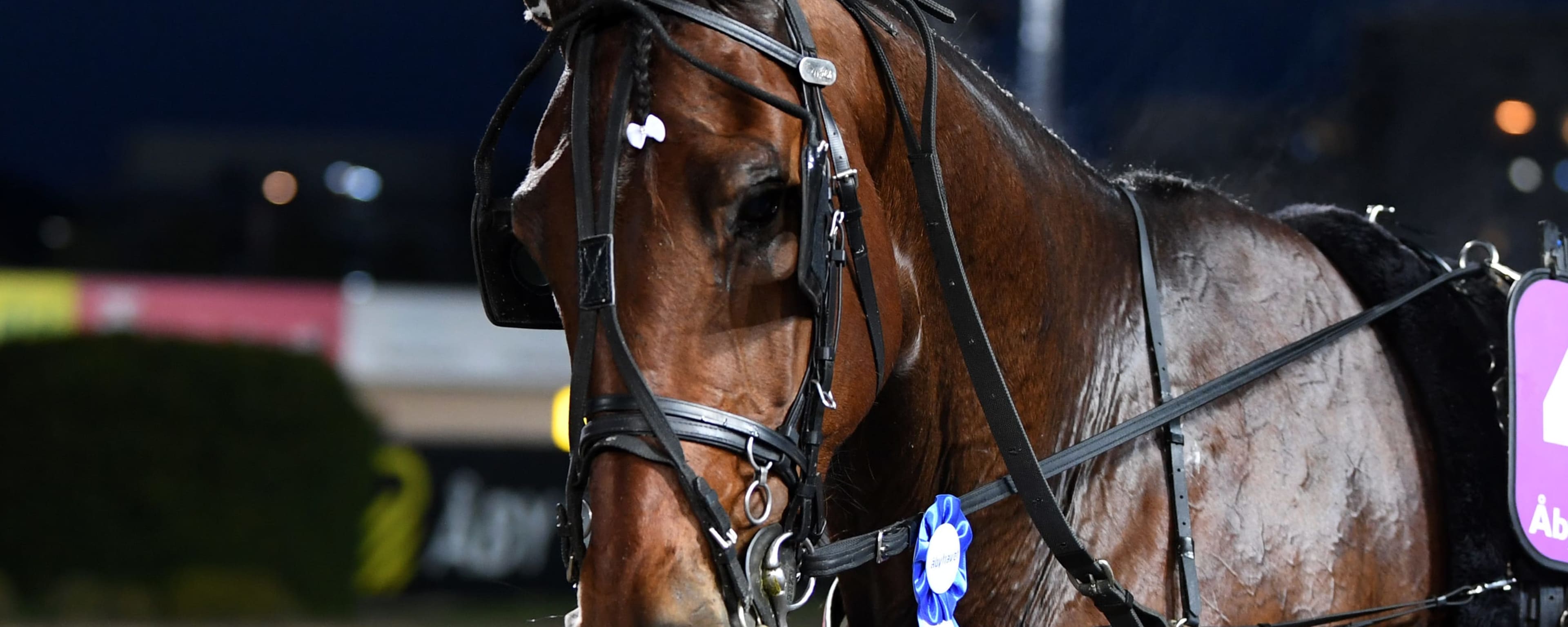 Foto: MALIN ALBINSSON / TR BILD