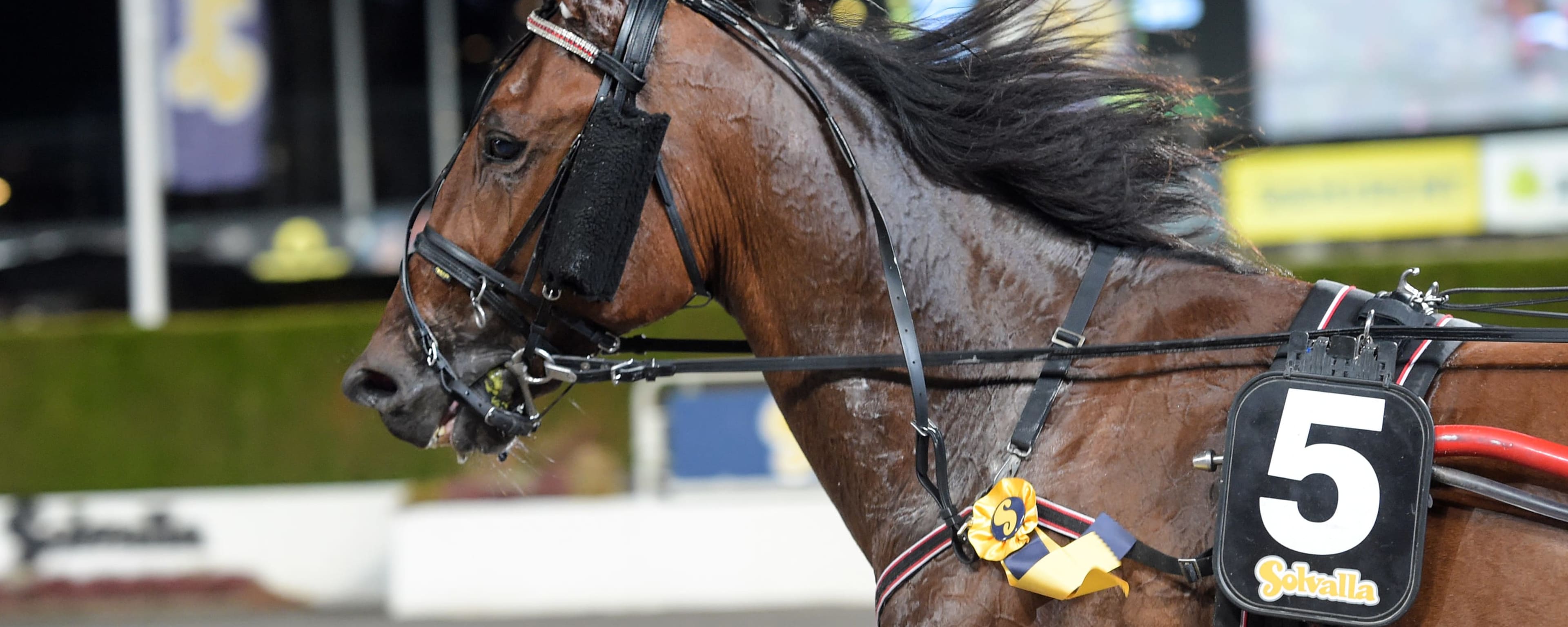 Foto: LARS JAKOBSSON / TR BILD