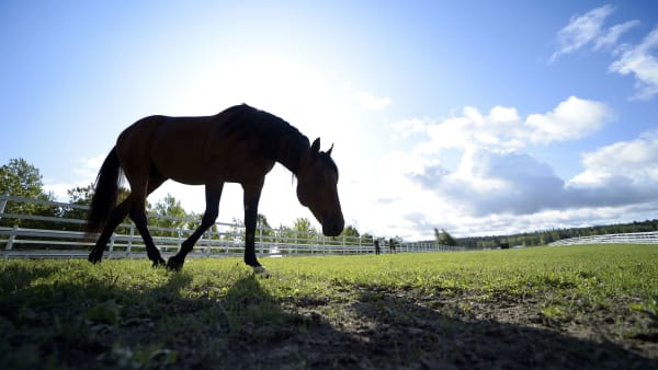 Foto: LARS JAKOBSSON / TR BILD