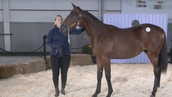 Foto: ÅBY YEARLING SALE