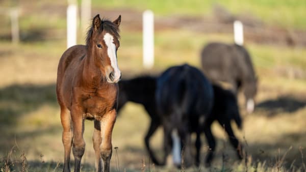 Foto: THOMAS BLOMQVIST / TR BILD