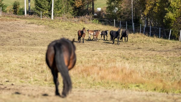 Foto: THOMAS BLOMQVIST/TR BILD