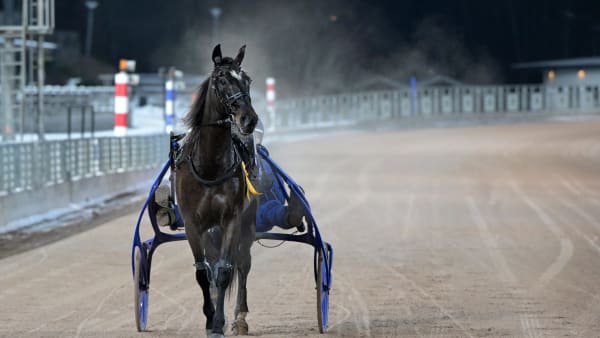 High On Pepper efter senaste segern.