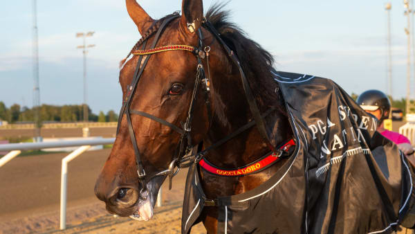 Foto: MIKAEL ROSENQUIST / TR BILD