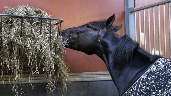 Foto: LARS JAKOBSSON / TR BILD