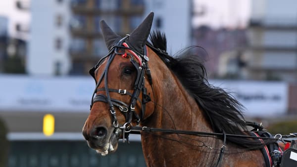 Foto: MALIN ALBINSSON / TR BILD