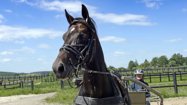 Foto: LARS JAKOBSSON / TR BILD