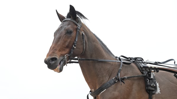 Foto: LARS JAKOBSSON / TR BILD