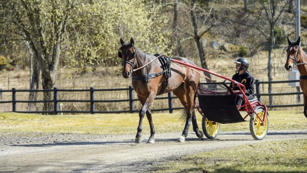 Foto: LARS JAKOBSSON/TR BILD