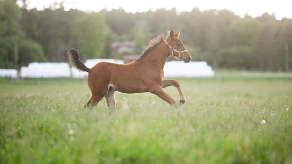 Foto: EMINE LUNDSTEN
