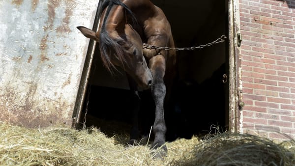 Foto: LARS JAKOBSSON / TR BILD