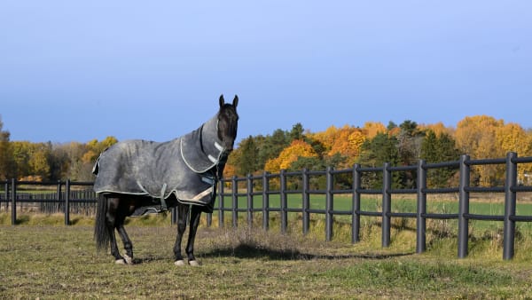 Foto: LARS JAKOBSSON / TR BILD