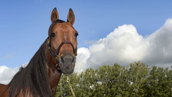 Foto: LARS JAKOBSSON / TR BILD