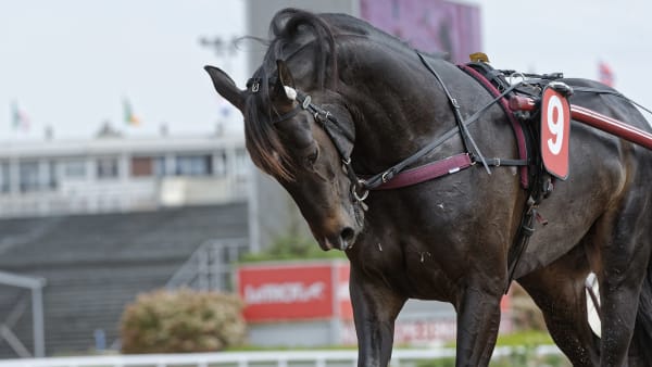 Foto: Jean-Luc Lamaère-LeTROT.