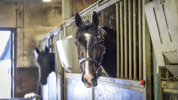 Foto: LARS JAKOBSSON/TR BILD