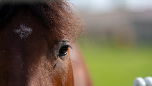 Foto: THOMAS BLOMQVIST / TR BILD