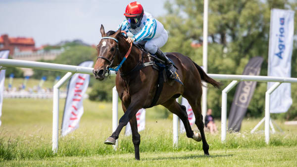 Foto: ELINA BJÖRKLUND/SVENSK GALOPP