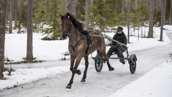 Catarina Norqvist och From The Mine ser fram emot en bra avslutning på tävlingskarriären.