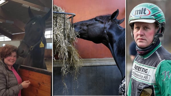 Foto: Stuteri PWR/TR Bild/Montage