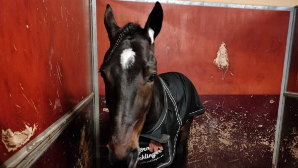 Foto: LUCAS ERICSSON/TR BILD