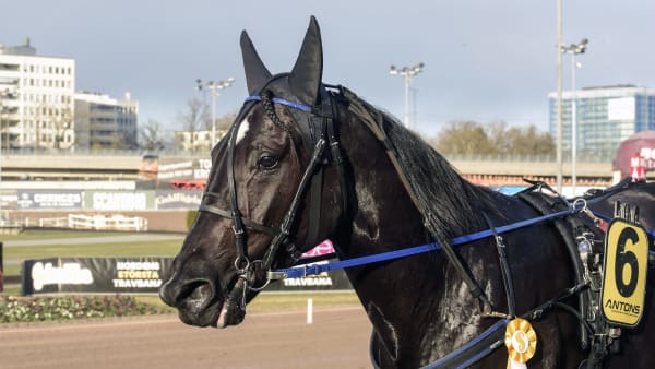 Foto: LARS JAKOBSSON / TR BILD