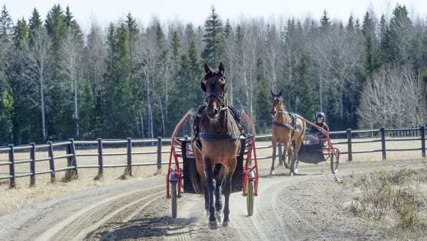 Foto: LARS JAKOBSSON/TR BILD