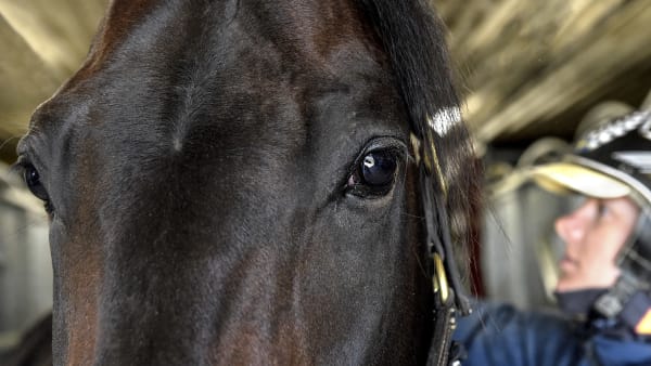 Foto: LARS JAKOBSSON / TR BILD