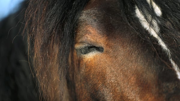 Foto: MARIA HOLMÉN/TR BILD