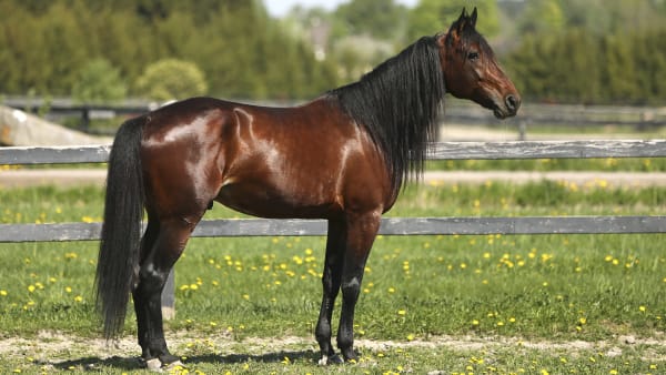 Foto: MARIA HOLMÉN / TR BILD