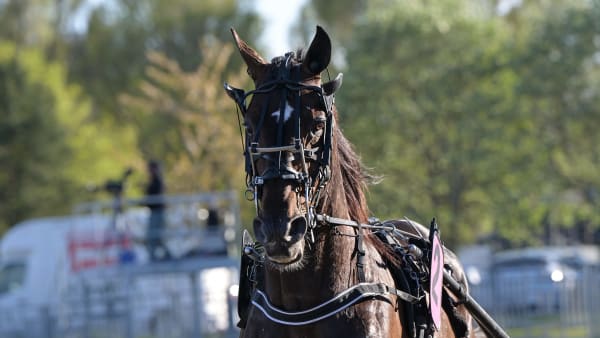 Foto: LARS JAKOBSSON / TR BILD