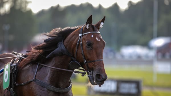 Foto: SOPHIE NYBLOM