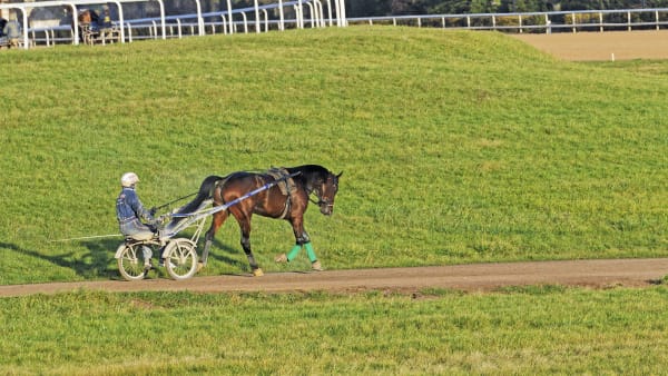 Foto: Jean-luc Lamaère/LeTROT