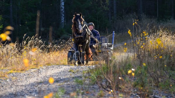 Foto: LARS JAKOBSSON / TR BILD