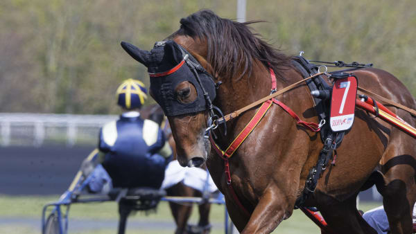 Foto: Jean-Luc Lamaère/LeTrot