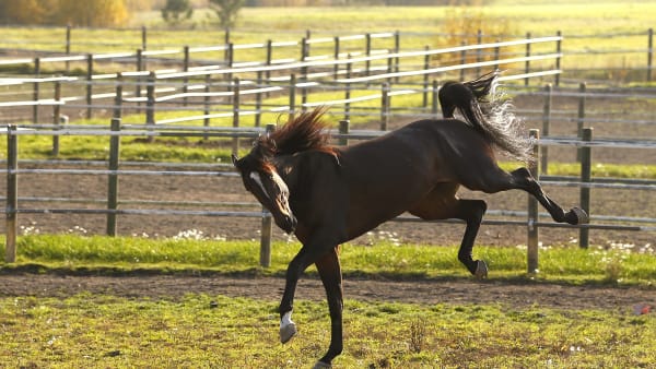 Foto: MARIA HOLMÉN / TR BILD