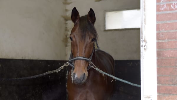 Foto: LARS JAKOBSSON / TR BILD