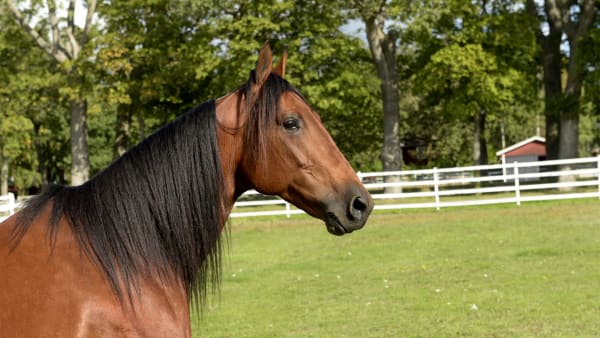 Foto: LARS JAKOBSSON / TR BILD