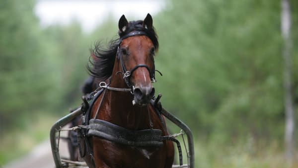 Foto: ERIKA WESTMAN/TR BILD