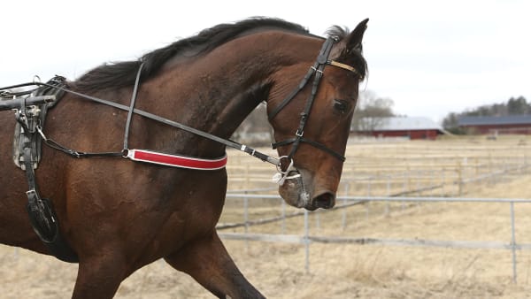 Foto: MARIA HOLMÉN / TR BILD