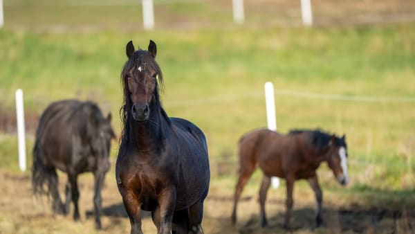 Foto: THOMAS BLOMQVIST / TR BILD