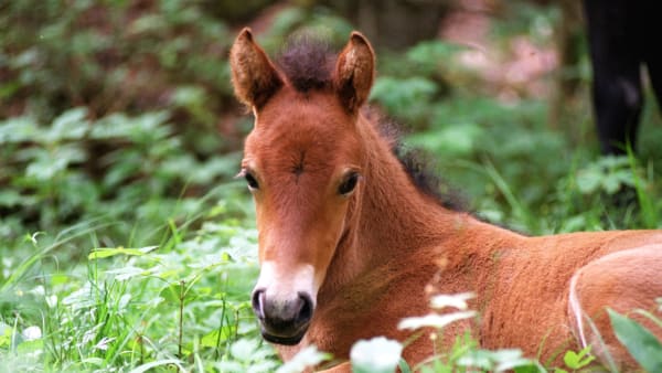 Foto: LARS JAKOBSSON / TR BILD