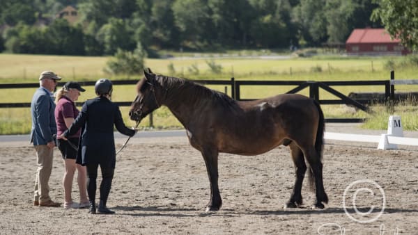 Foto: Stefan Gustavsson