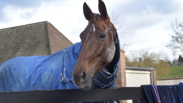 Foto: LARS JAKOBSSON / TR BILD