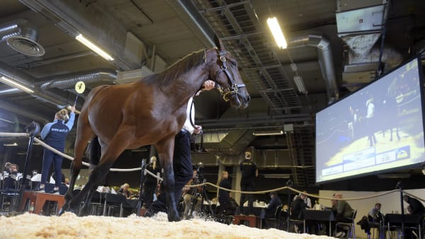 Foto: LARS JAKOBSSON / TR BILD