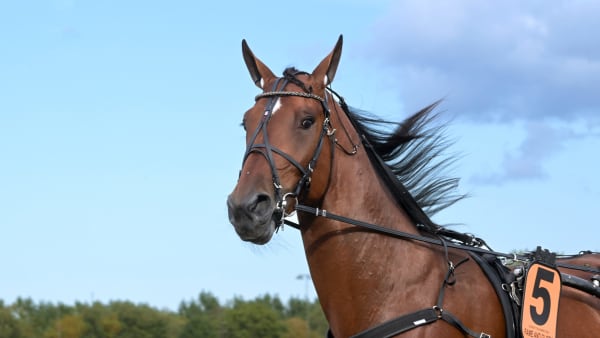 Foto: LARS JAKOBSSON / TR BILD